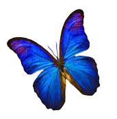 bluebutterfly